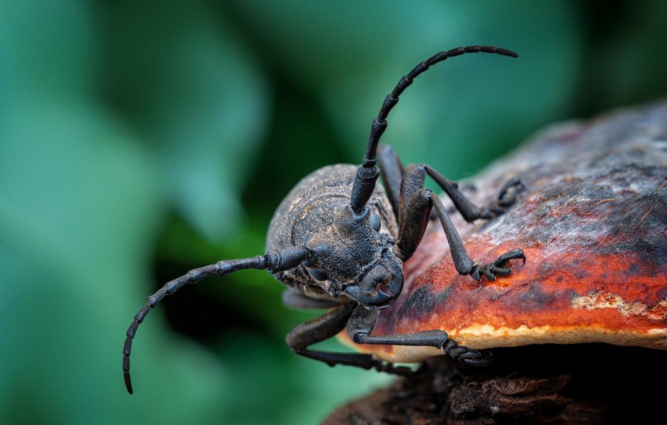Beetle Insect Full Hd Wallpaper 4k