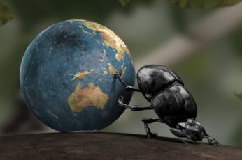 Beetle Insect Hd Wallpaper 4k Download Full Screen