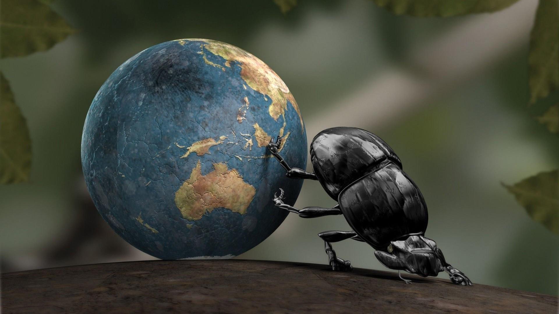 Beetle Insect Hd Wallpaper 4k Download Full Screen