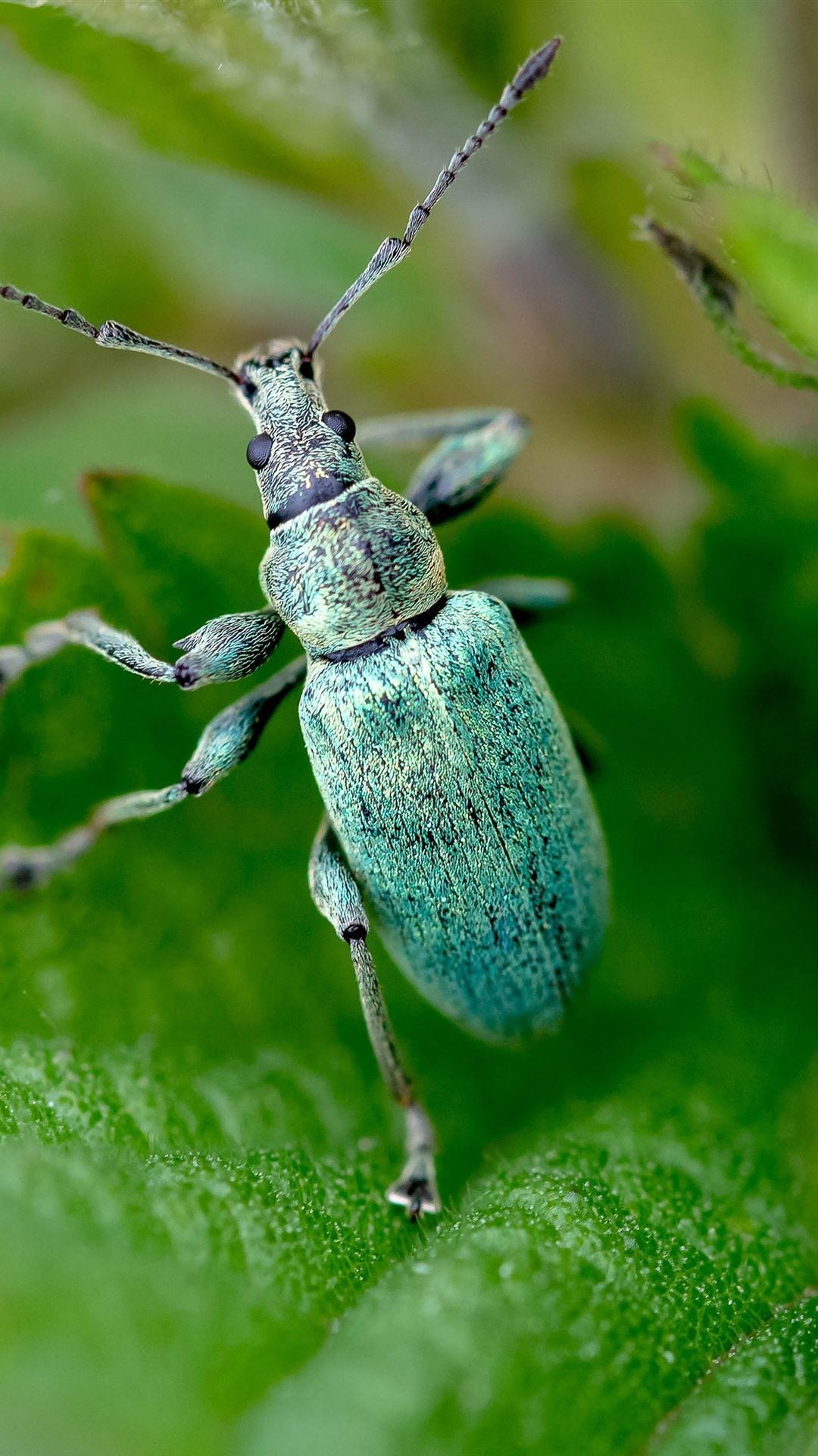Beetle Insect High Resolution Desktop Wallpaper, Beetle Insect, Animal