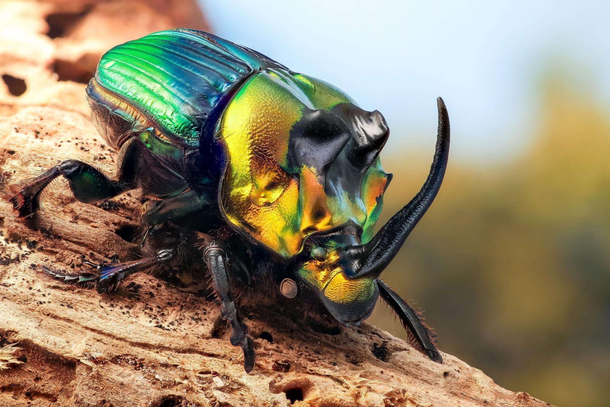 Beetle Insect Wallpaper 4k, Beetle Insect, Animal