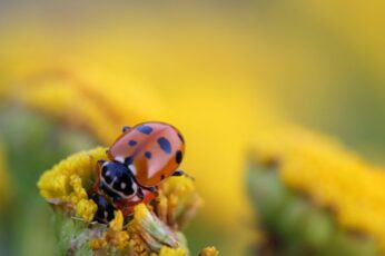 Beetle Insect Wallpaper Download