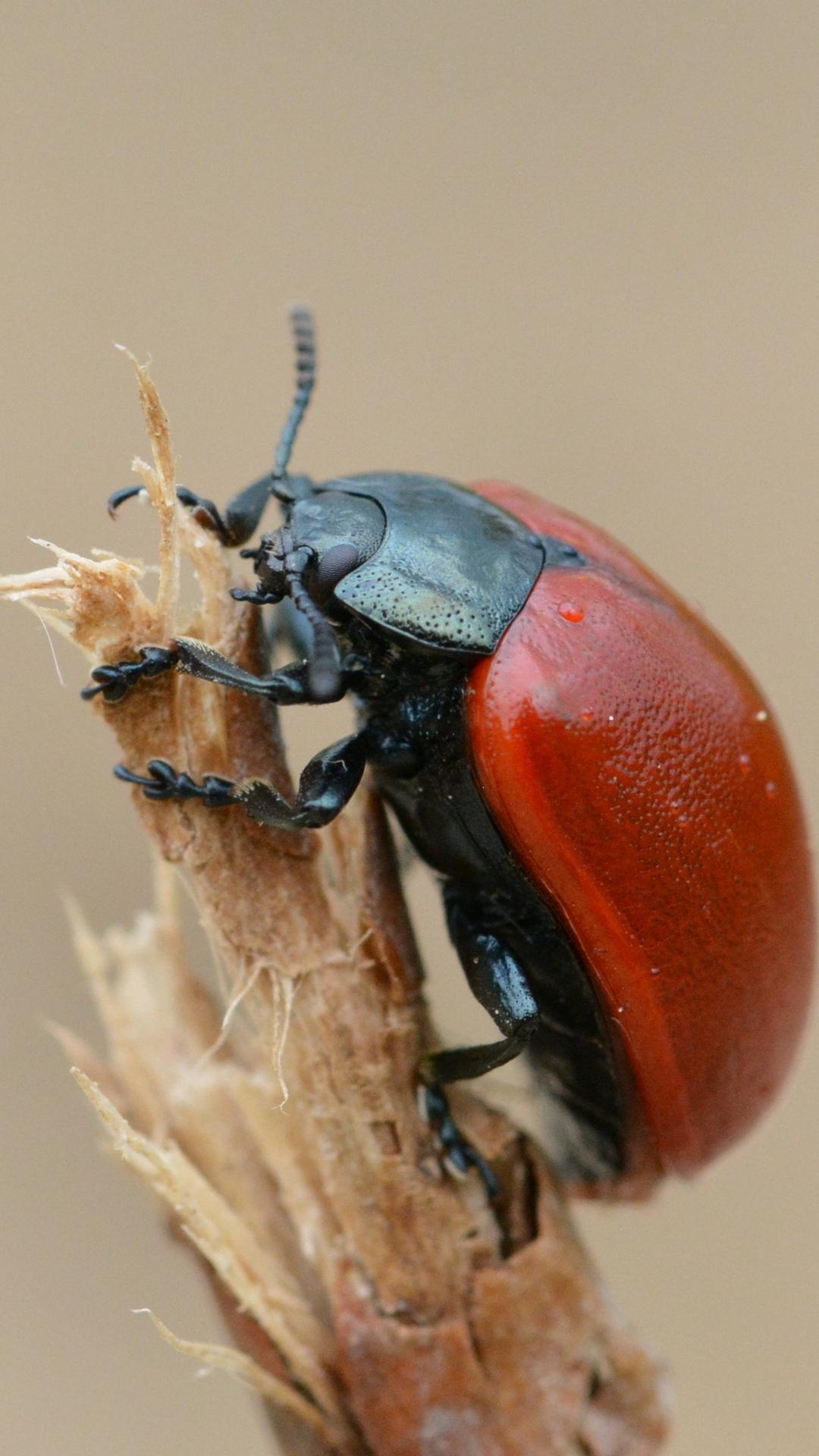 Beetle Insect Wallpaper Phone