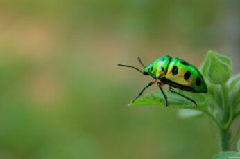 Beetle Insect Wallpaper Photo