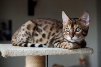 Bengal Cats Desktop Wallpapers