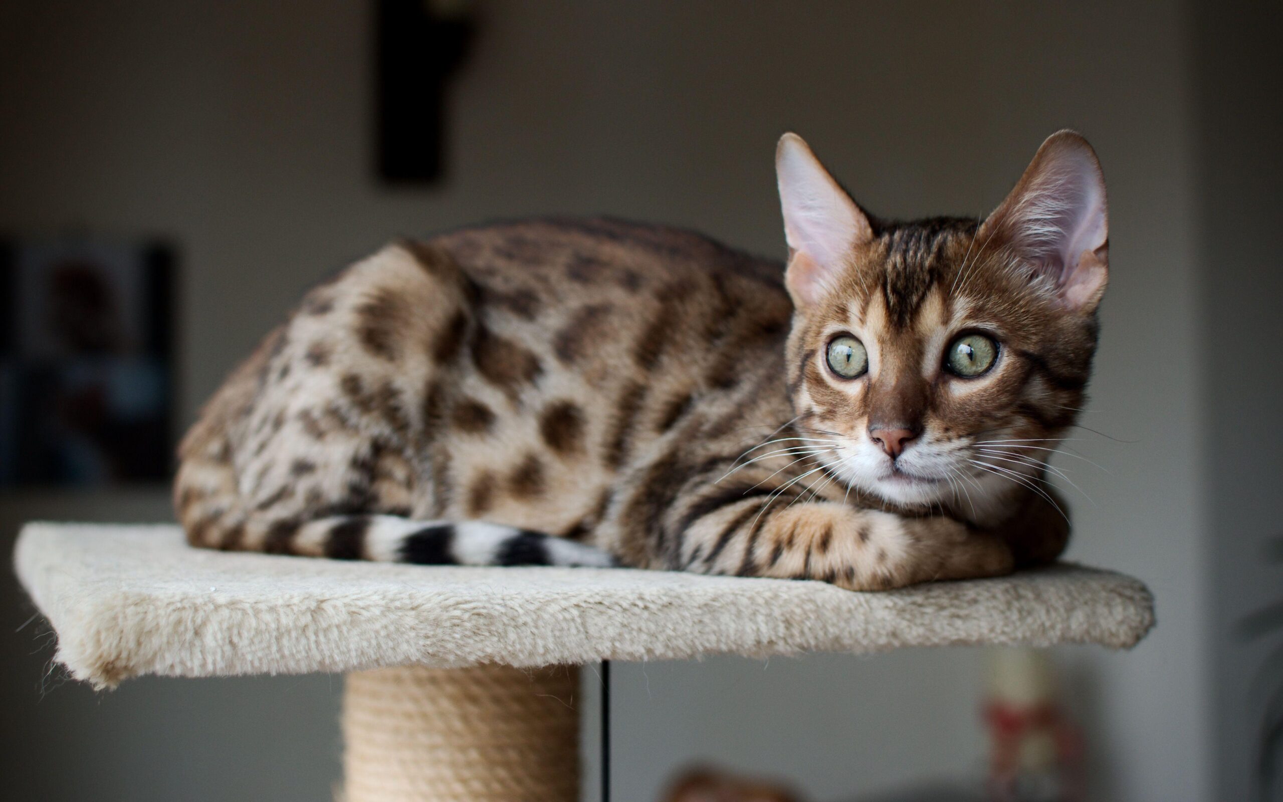 Bengal Cats Desktop Wallpapers, Bengal Cats, Animal