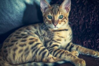 Bengal Cats Download Hd Wallpapers