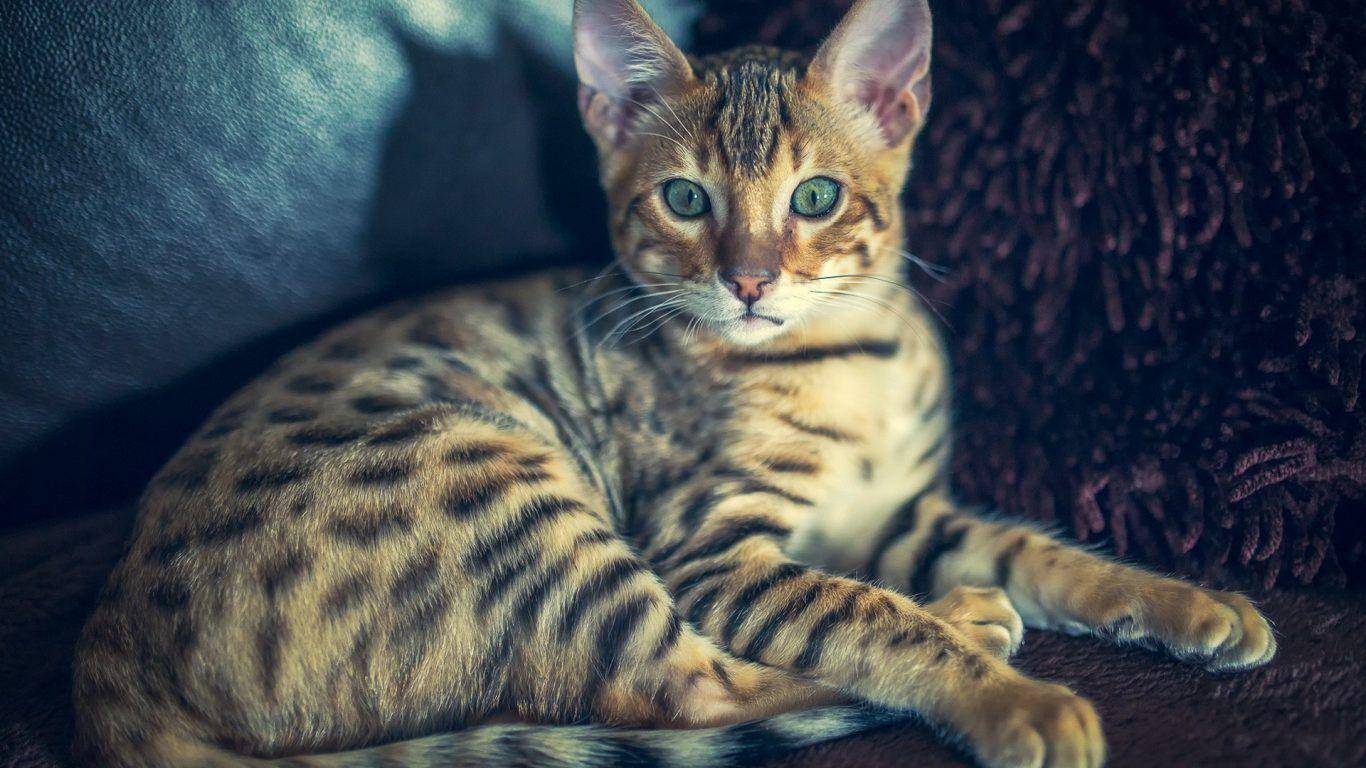 Bengal Cats Download Hd Wallpapers
