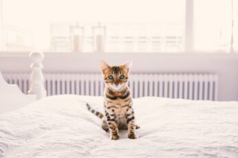 Bengal Cats Free 4K Wallpapers