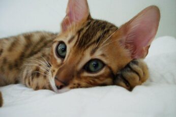 Bengal Cats Hd Wallpaper 4k For Pc