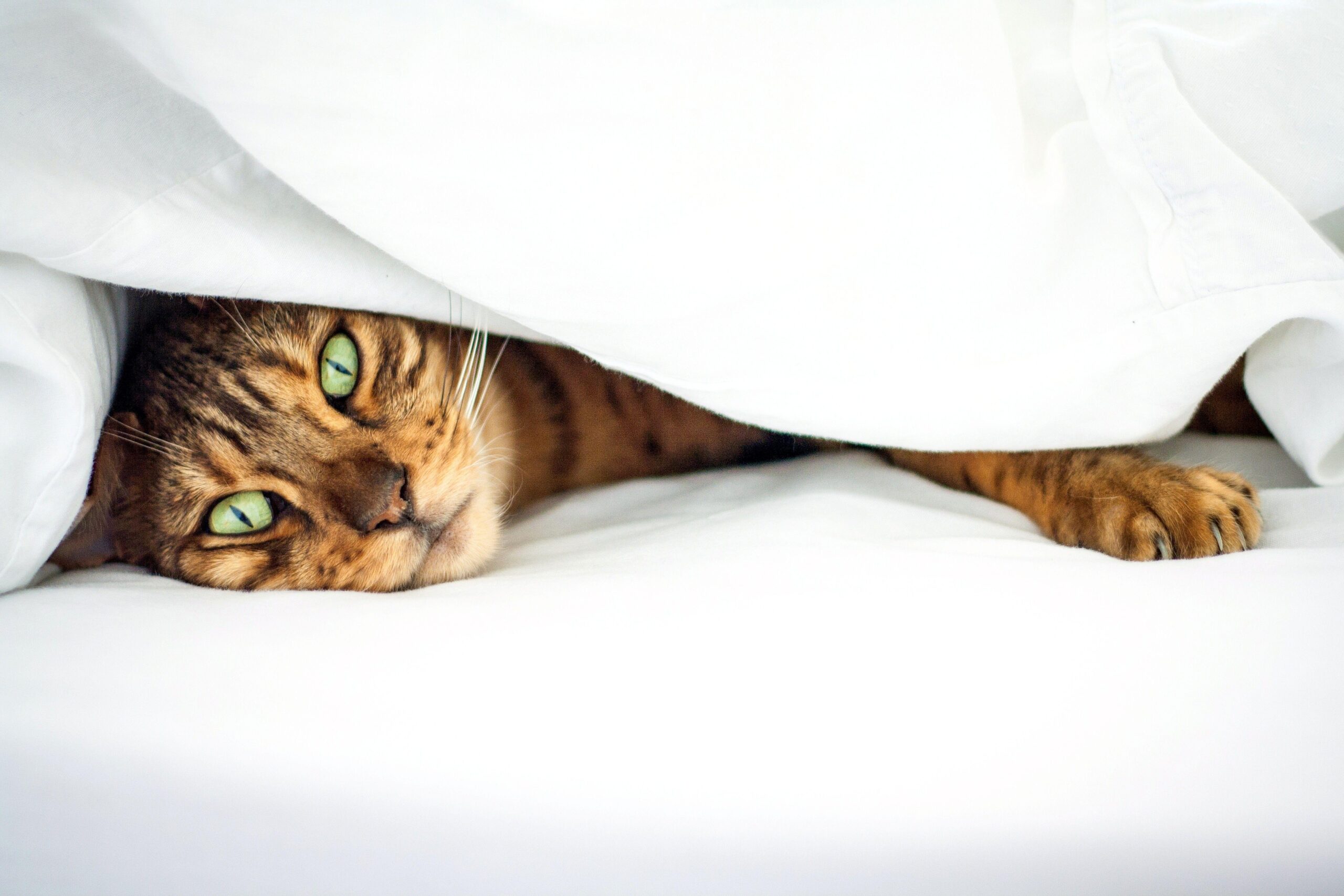 Bengal Cats Hd Wallpapers For Pc