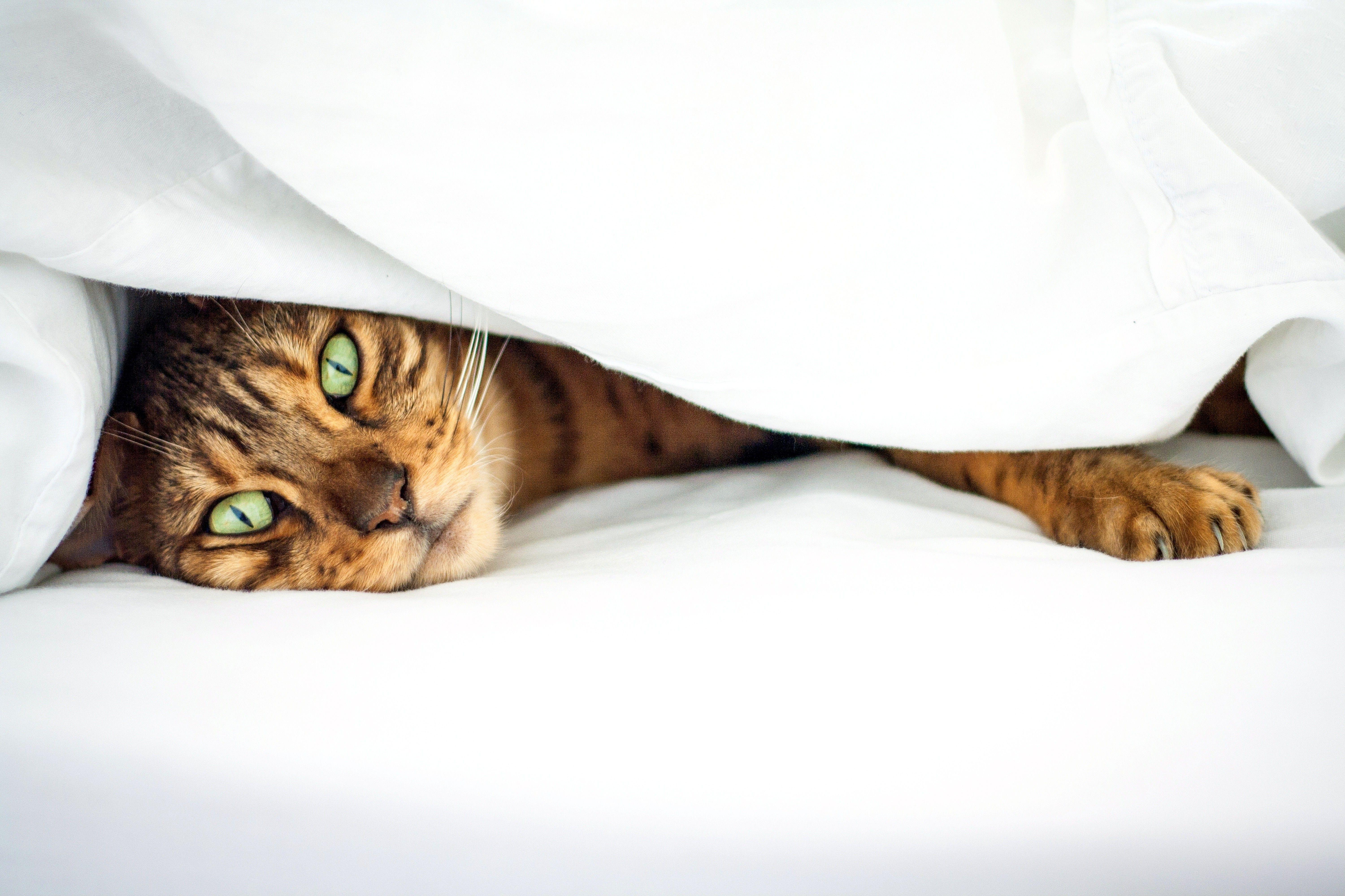Bengal Cats Hd Wallpapers For Pc, Bengal Cats, Animal