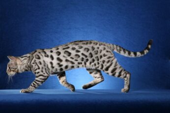 Bengal Cats Hd Wallpapers Free Download