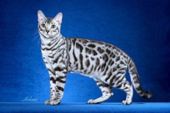 Bengal Cats Wallpaper For Pc