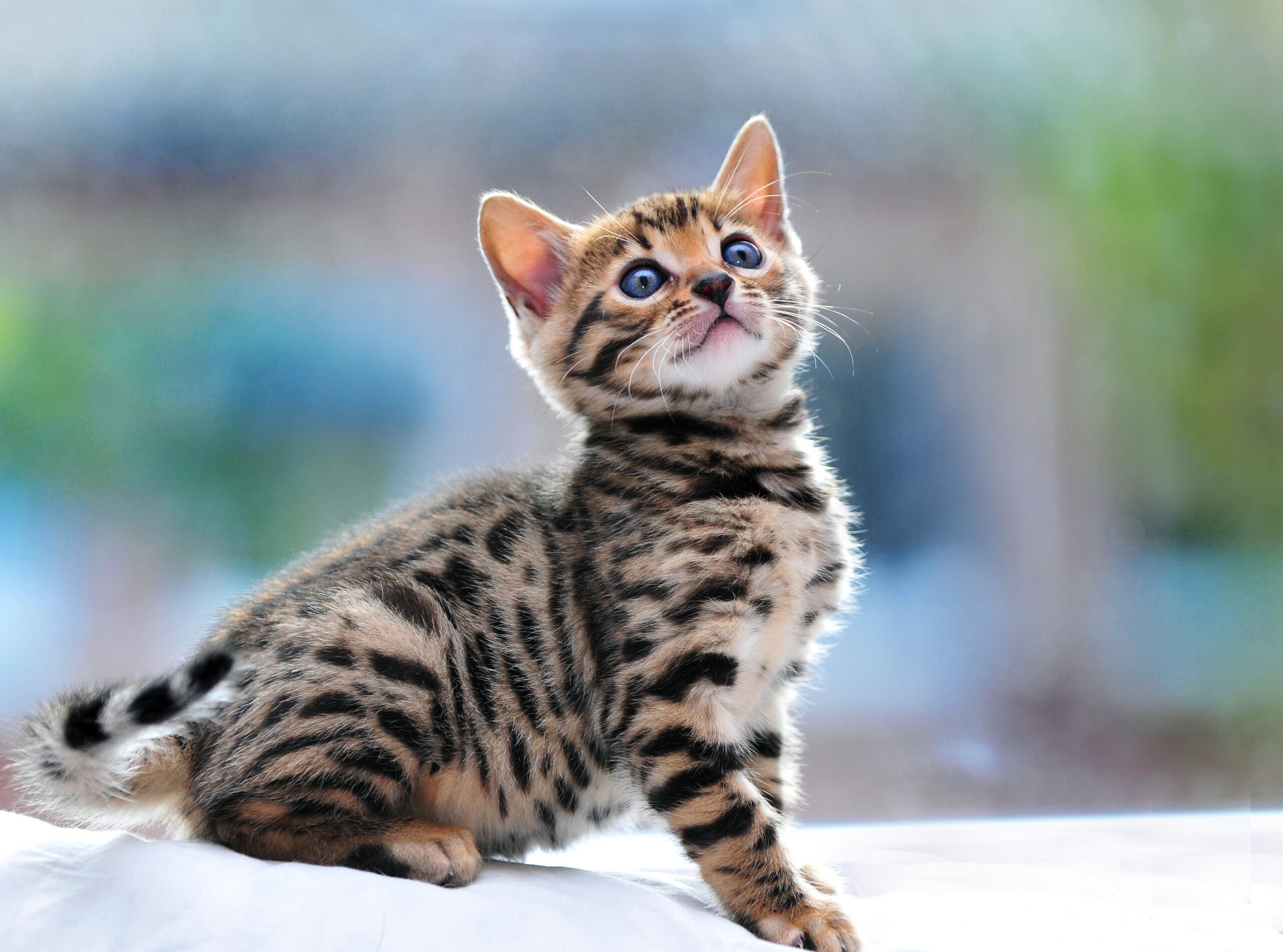 Bengal Cats Wallpapers For Free, Bengal Cats, Animal