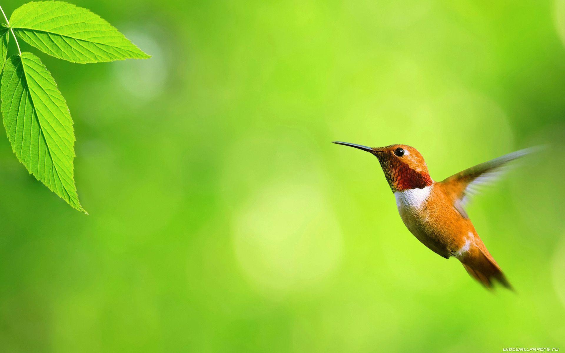 Birds wallpapers hd desktop backgrounds images and pictures