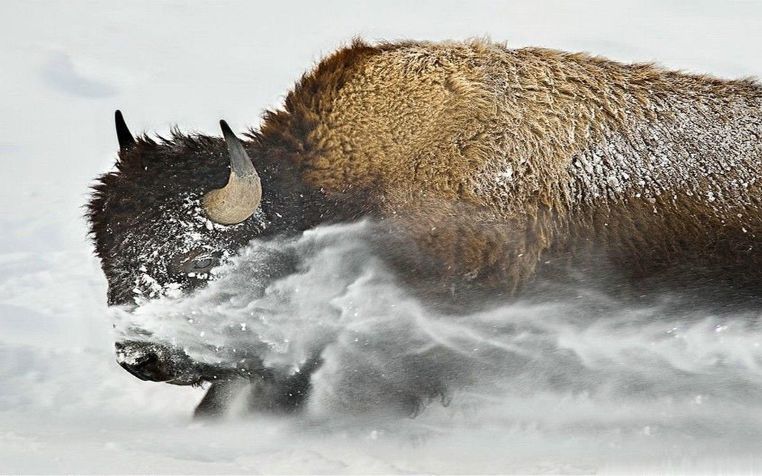 Bison 1080p Wallpaper, Bison, Animal