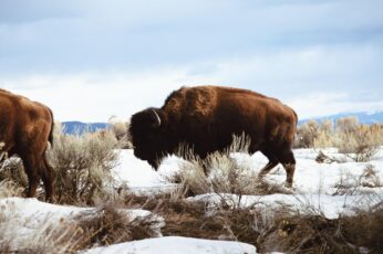 Bison Download Hd Wallpapers