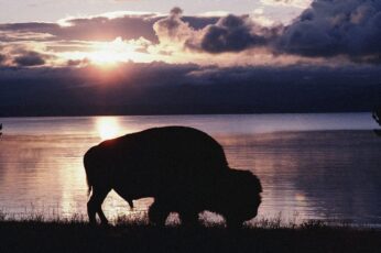 Bison Hd Wallpapers For Laptop