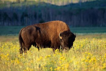 Bison Hd Wallpapers For Pc