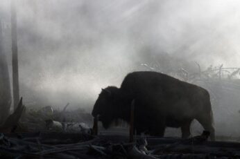 Bison Hd Wallpapers Free Download