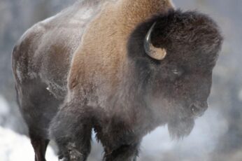 Bison Wallpapers Hd For Pc