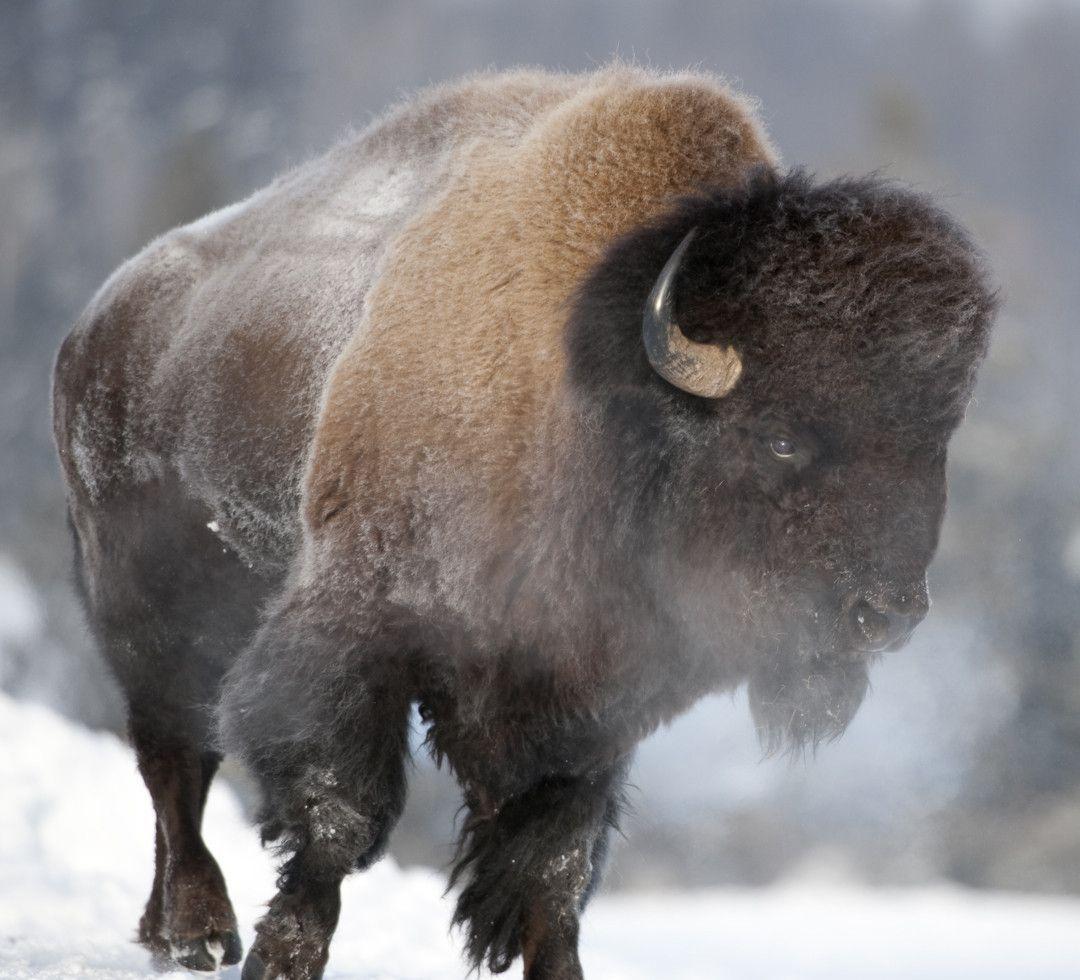 Bison Wallpapers Hd For Pc, Bison, Animal