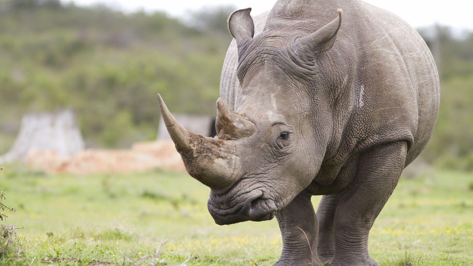 Black Rhinoceros 1080p Wallpaper, Black Rhinoceros, Animal