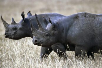 Black Rhinoceros Best Wallpaper Hd