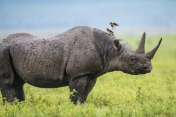 Black Rhinoceros Desktop Wallpaper Hd