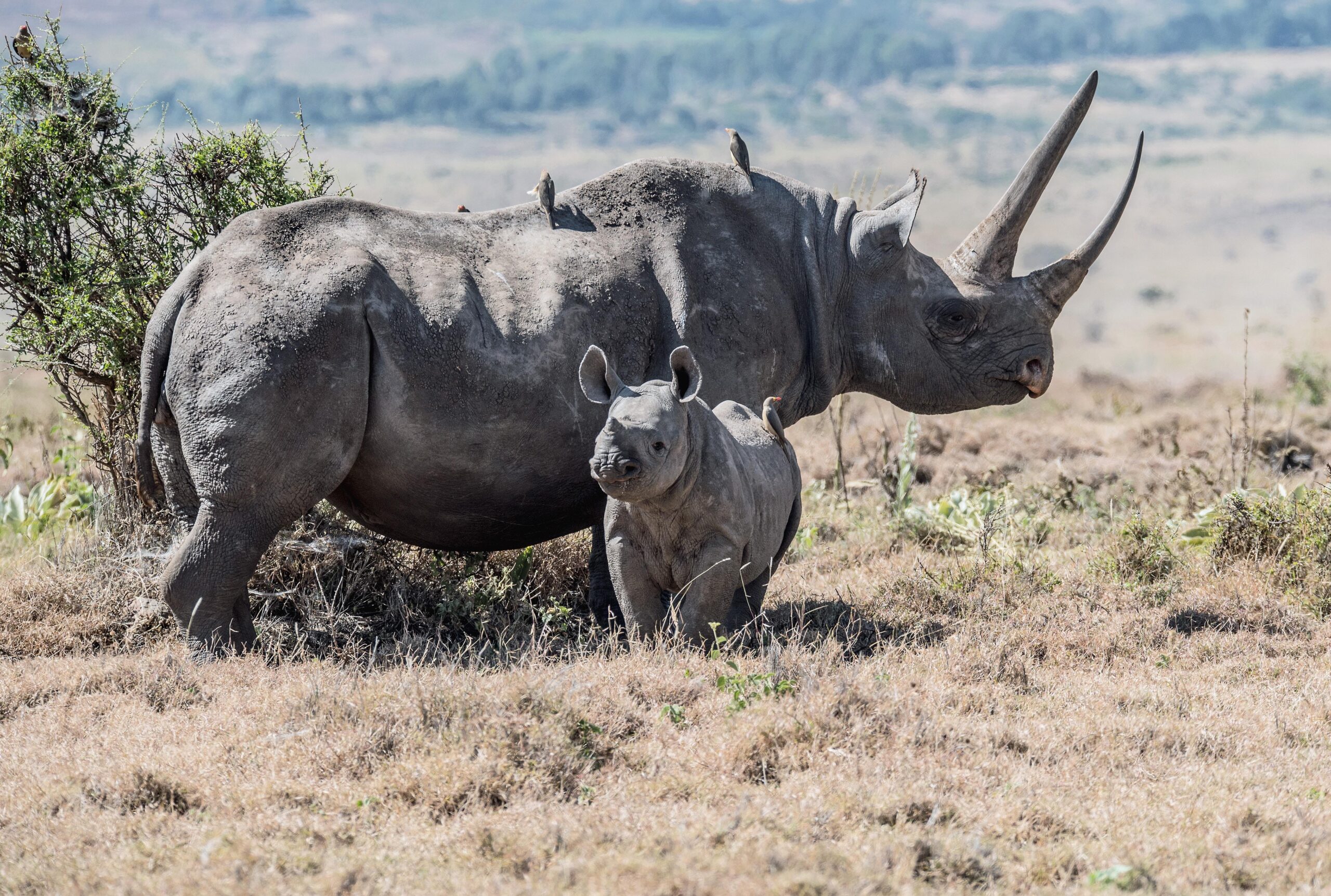 Black Rhinoceros Desktop Wallpaper, Black Rhinoceros, Animal