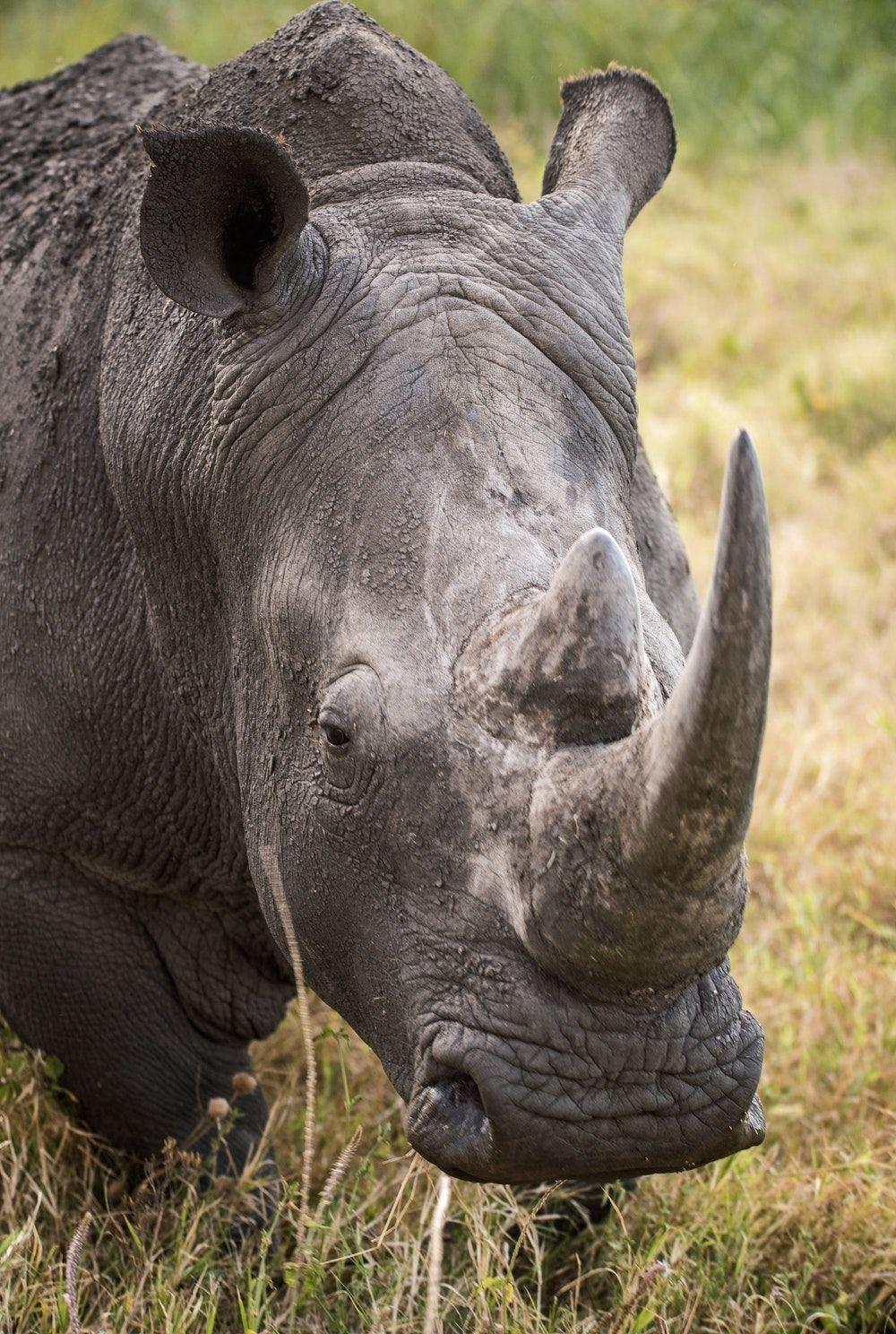 Black Rhinoceros High Resolution Desktop Wallpaper, Black Rhinoceros, Animal