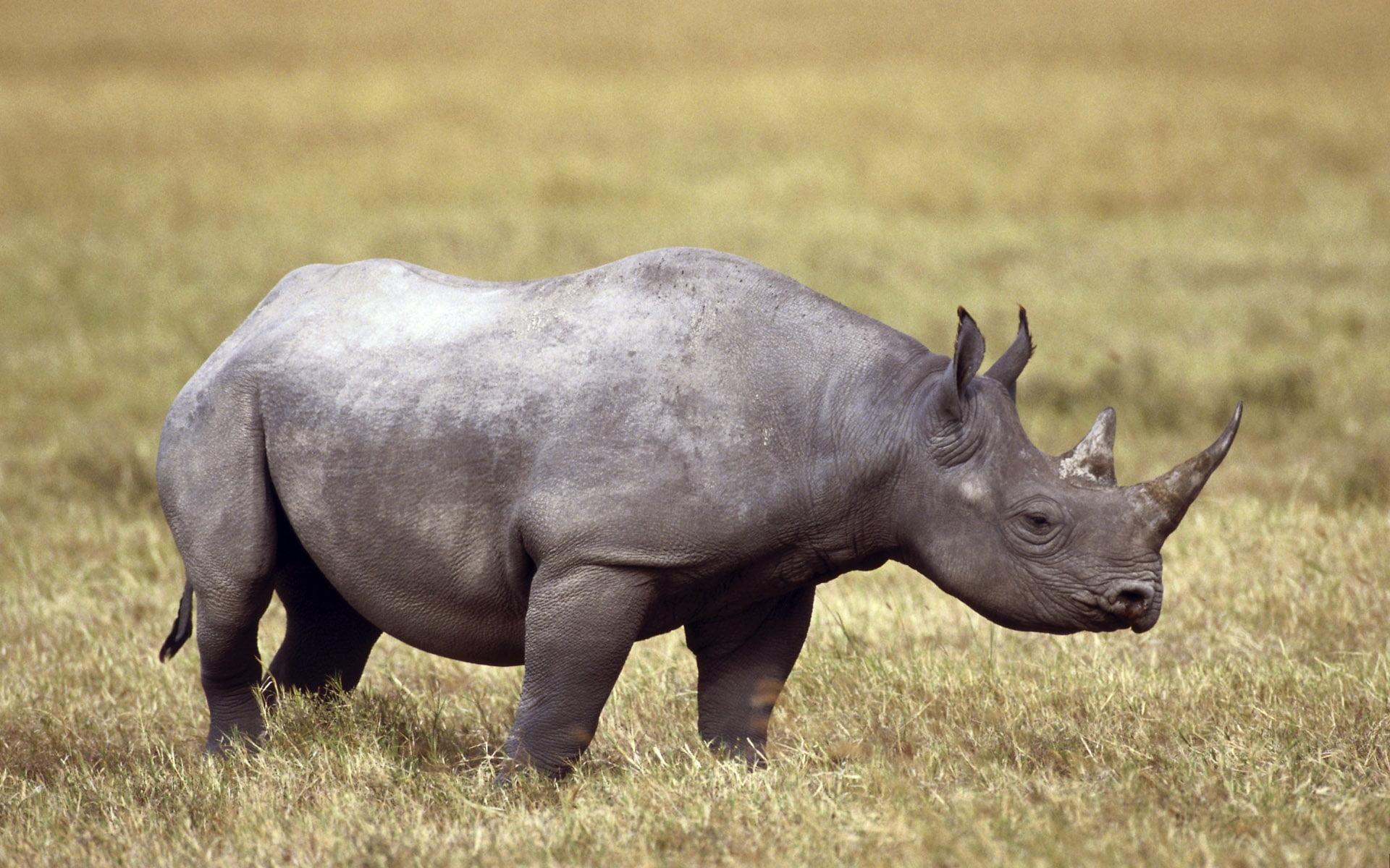 Black Rhinoceros Pc Wallpaper, Black Rhinoceros, Animal