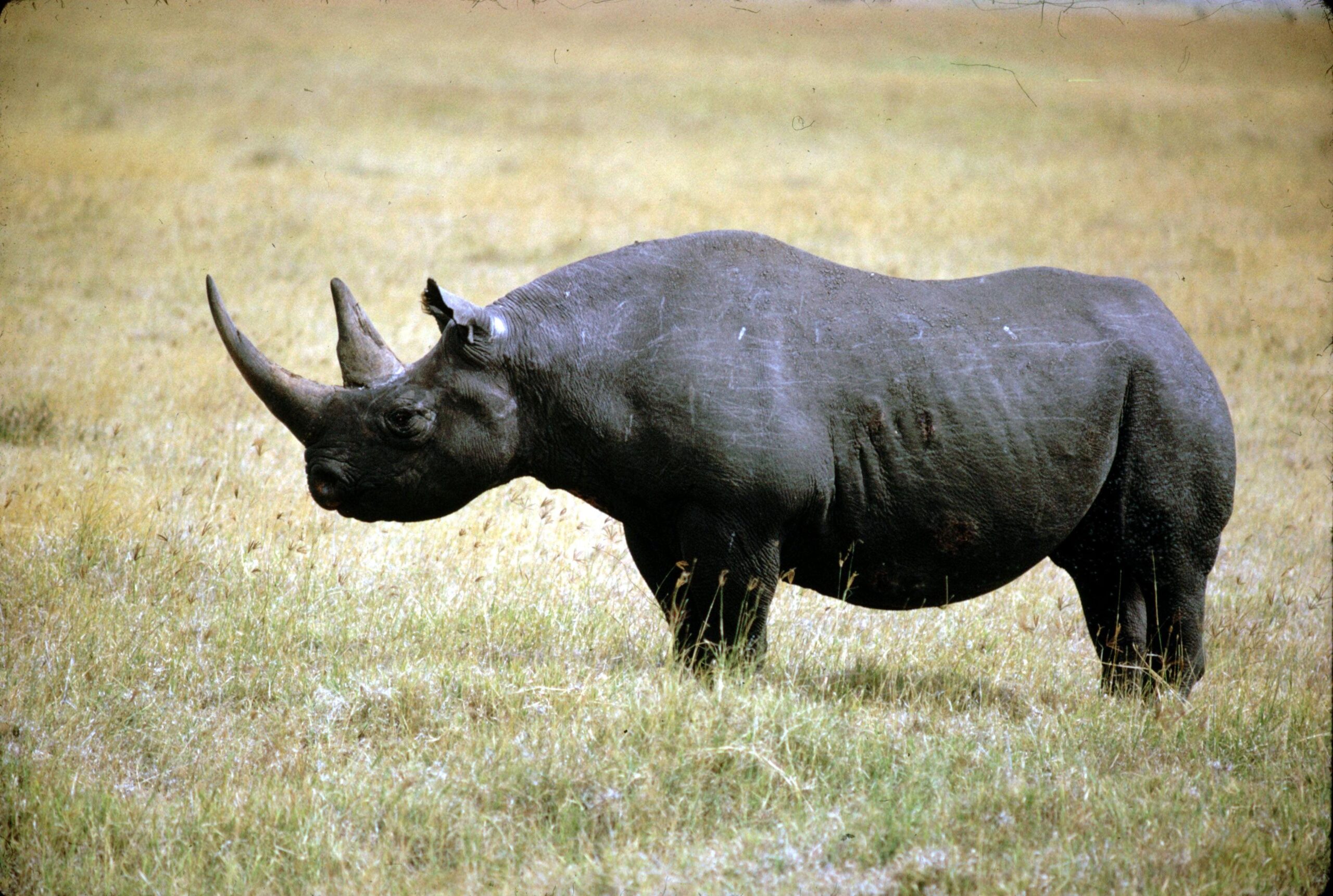 Black Rhinoceros Wallpaper Download, Black Rhinoceros, Animal