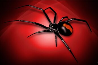 Black Widow Spiders 1080p Wallpaper