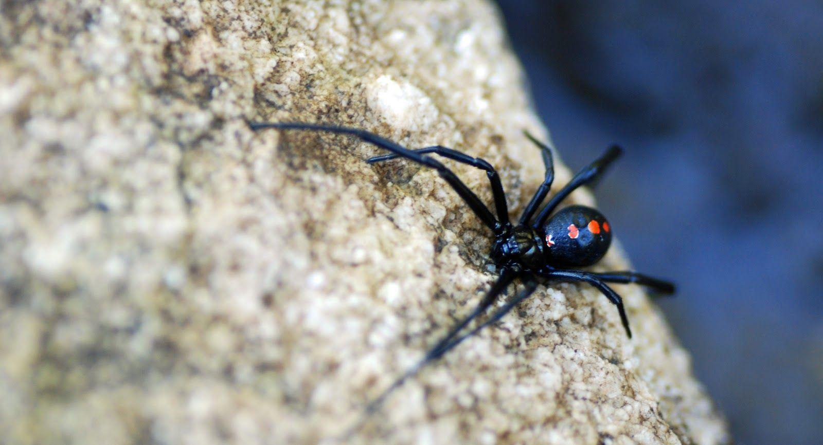 Black Widow Spiders Desktop Hd Wallpaper 4k