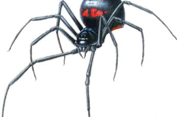 Black Widow Spiders Desktop Wallpaper