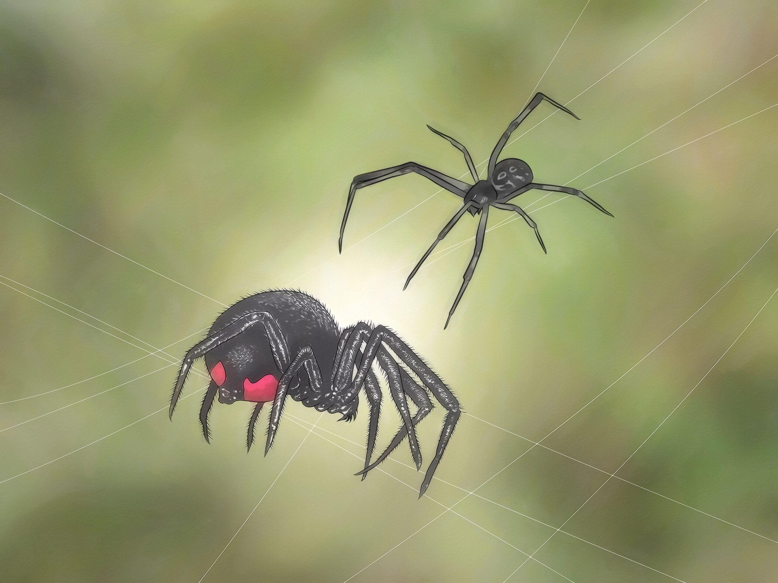 Black Widow Spiders Desktop Wallpaper 4k