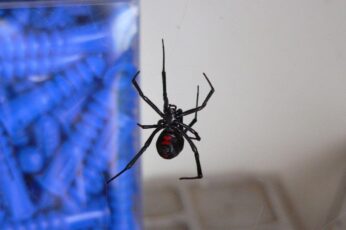 Black Widow Spiders Desktop Wallpaper Full Screen