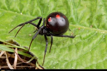 Black Widow Spiders Download Hd Wallpapers