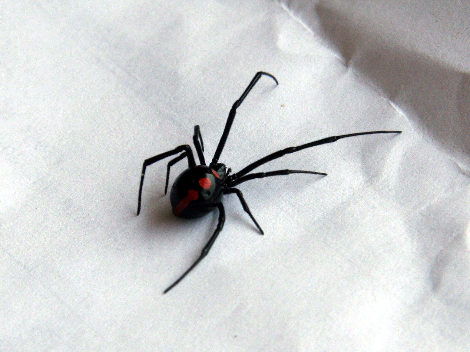 Black Widow Spiders Free 4K Wallpapers - Wallpaperforu