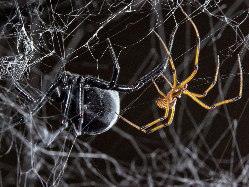 Black Widow Spiders Full Hd Wallpaper 4k - Wallpaperforu