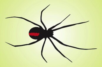 Black Widow Spiders Hd Wallpaper 4k Download Full Screen