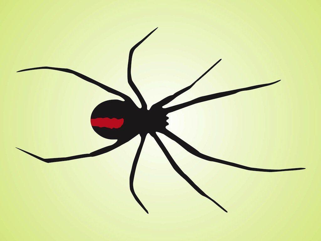 Black Widow Spiders Hd Wallpaper 4k Download Full Screen, Black Widow Spiders, Animal