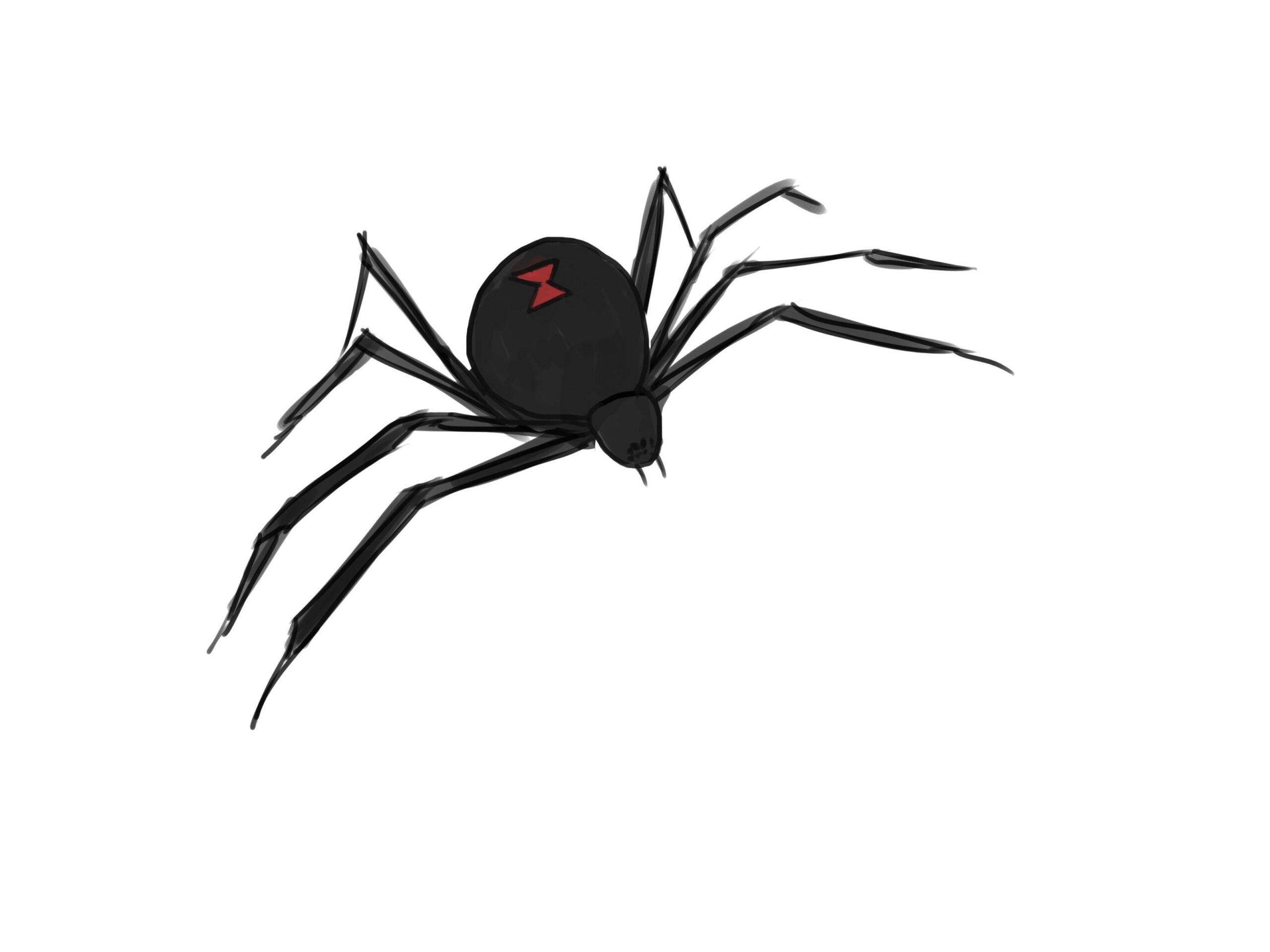 Black Widow Spiders Hd Wallpapers For Pc