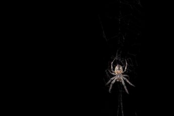 Black Widow Spiders Hd Wallpapers Free Download