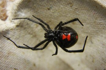 Black Widow Spiders Laptop Desktop Wallpaper 4k