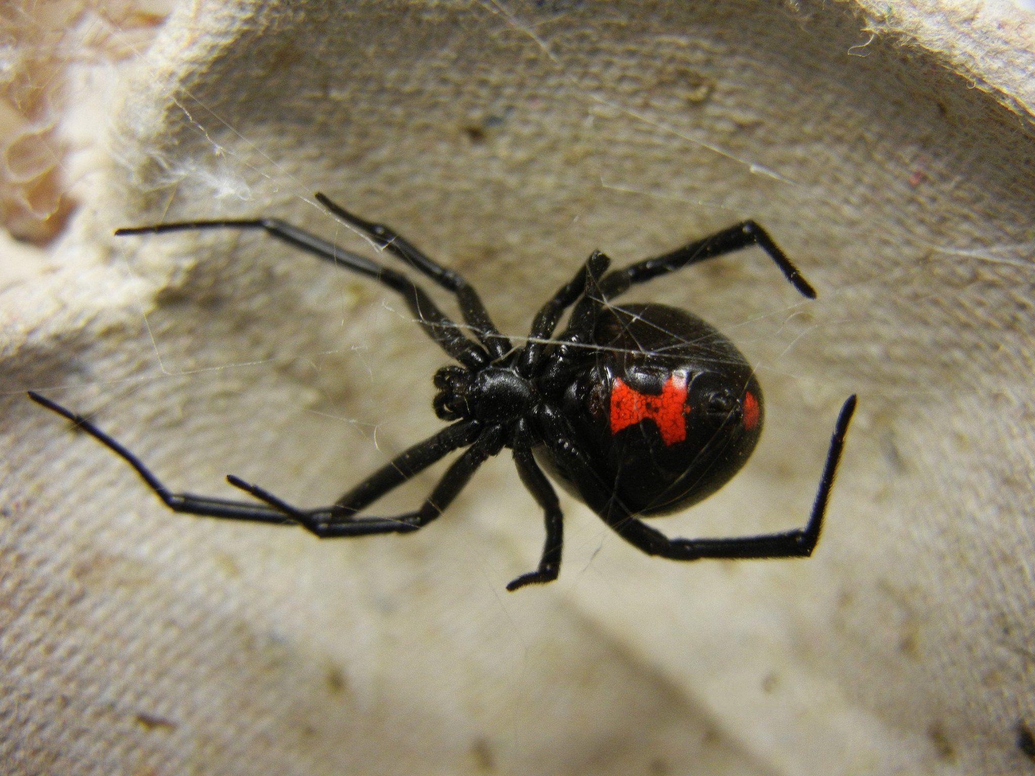 Black Widow Spiders Laptop Desktop Wallpaper 4k, Black Widow Spiders, Animal