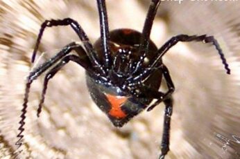 Black Widow Spiders Laptop Wallpaper 4k