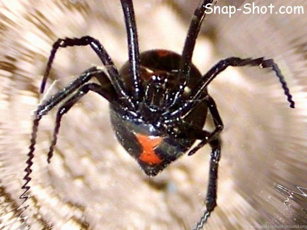 Black Widow Spiders Laptop Wallpaper 4k, Black Widow Spiders, Animal